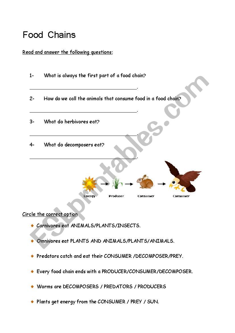 THE FOOD CHAIN worksheet