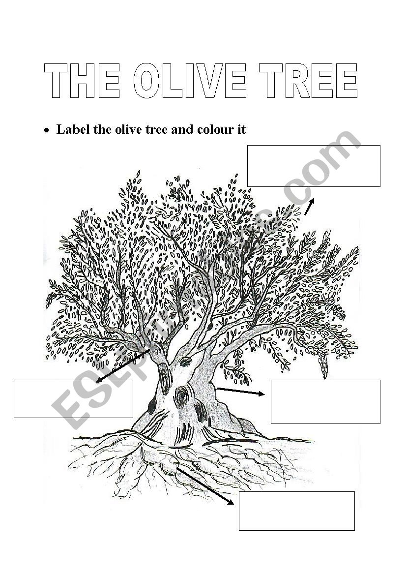 olive tree worksheet