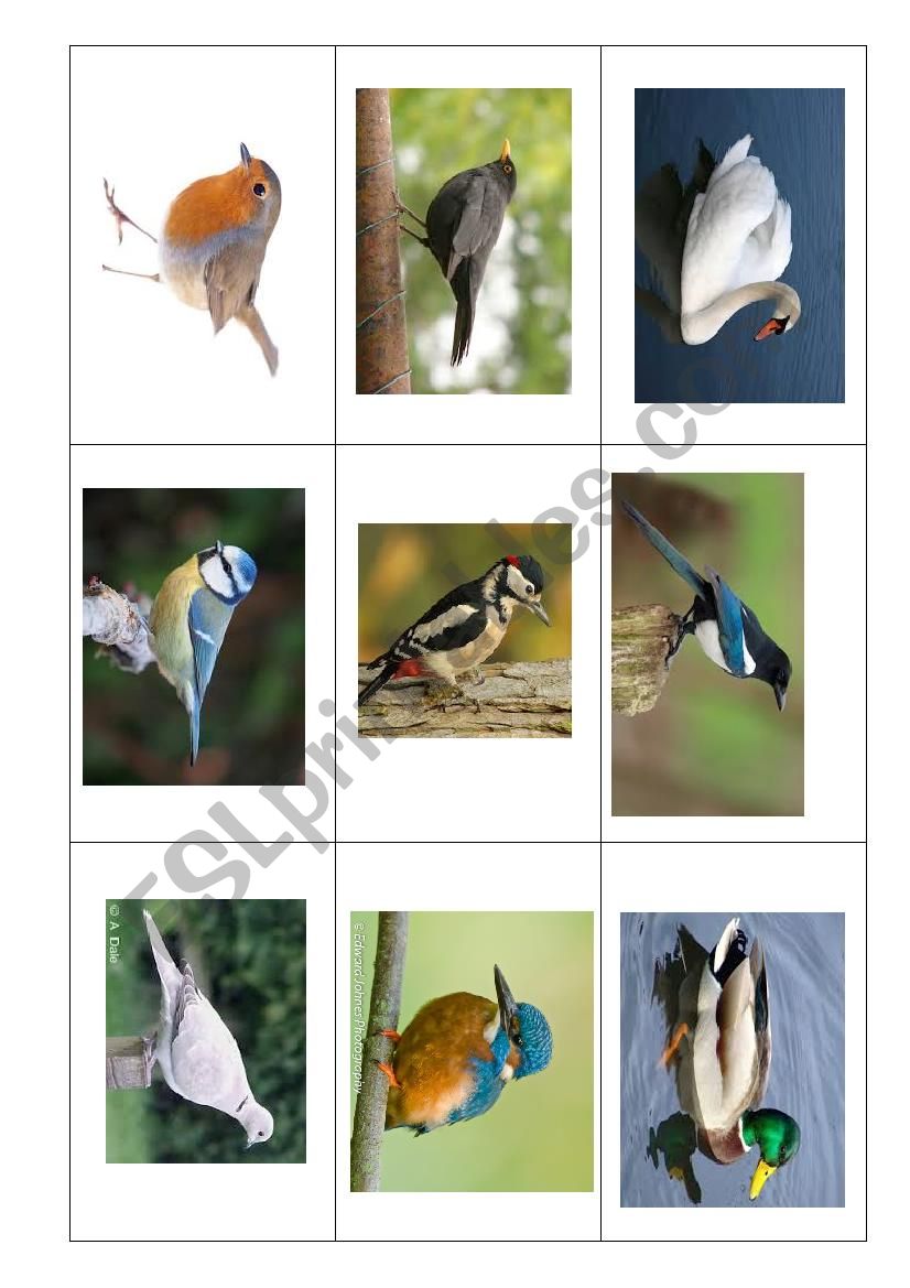 British Bird Bingo worksheet