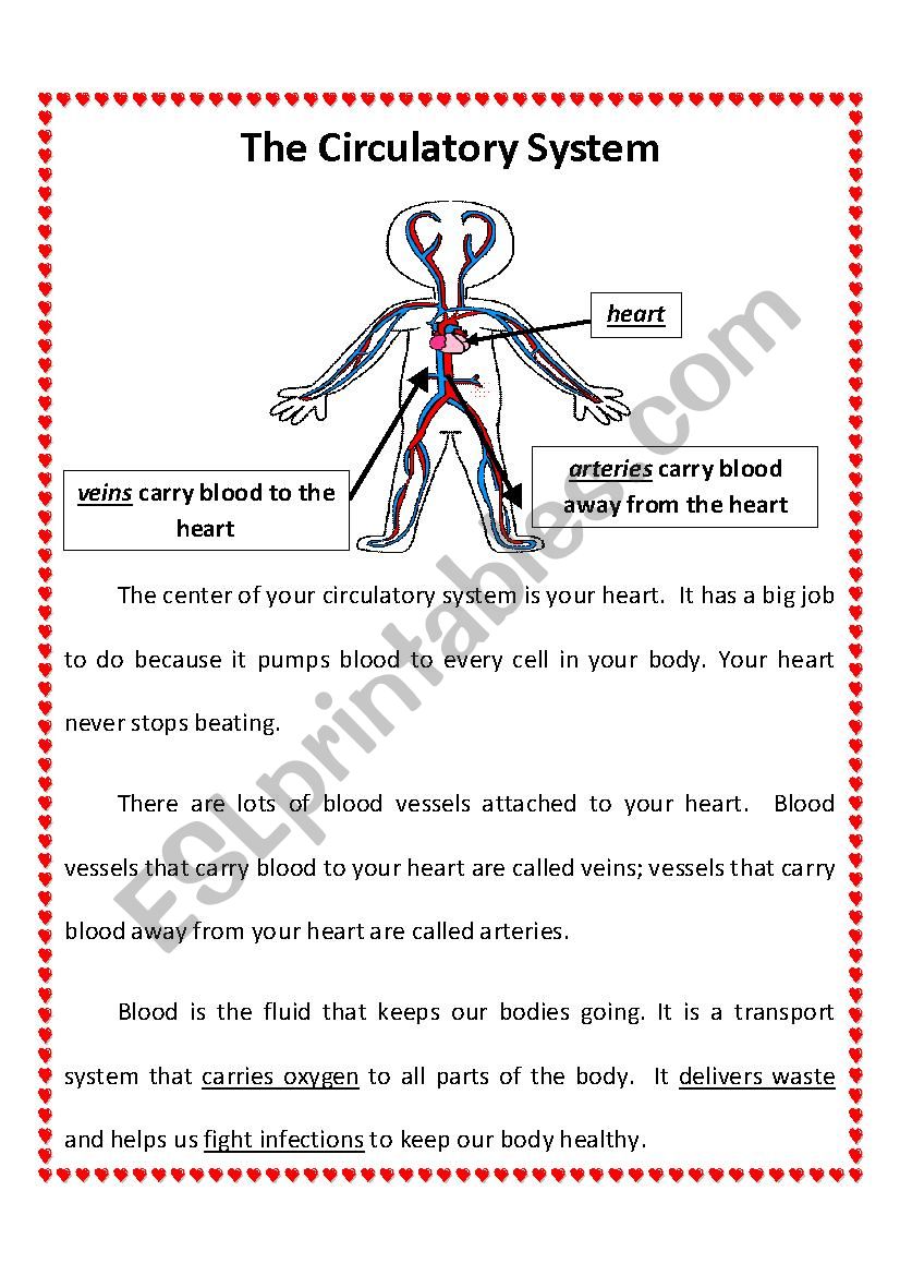 Circulatory System Worksheet Pdf
