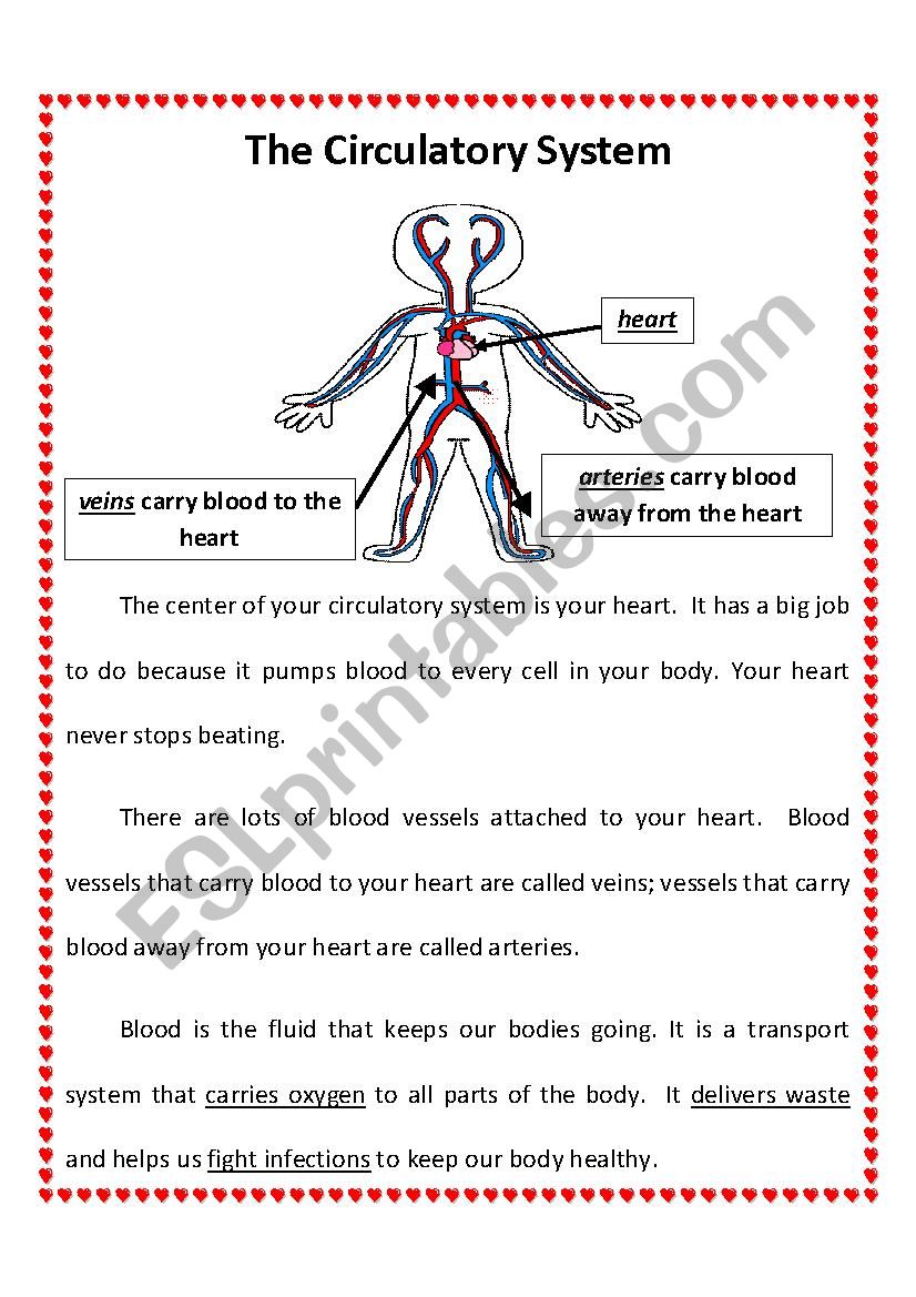 Circulatory System 2nd Grade worksheet