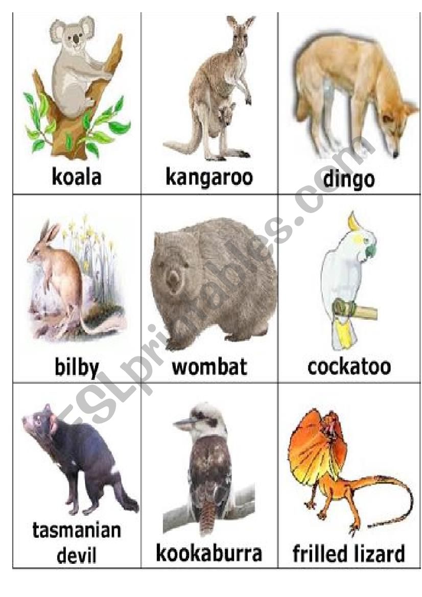 australian animals maych worksheet