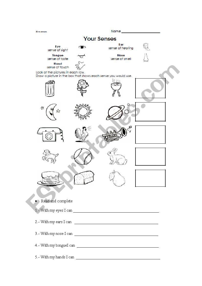 FIVE SENSES worksheet