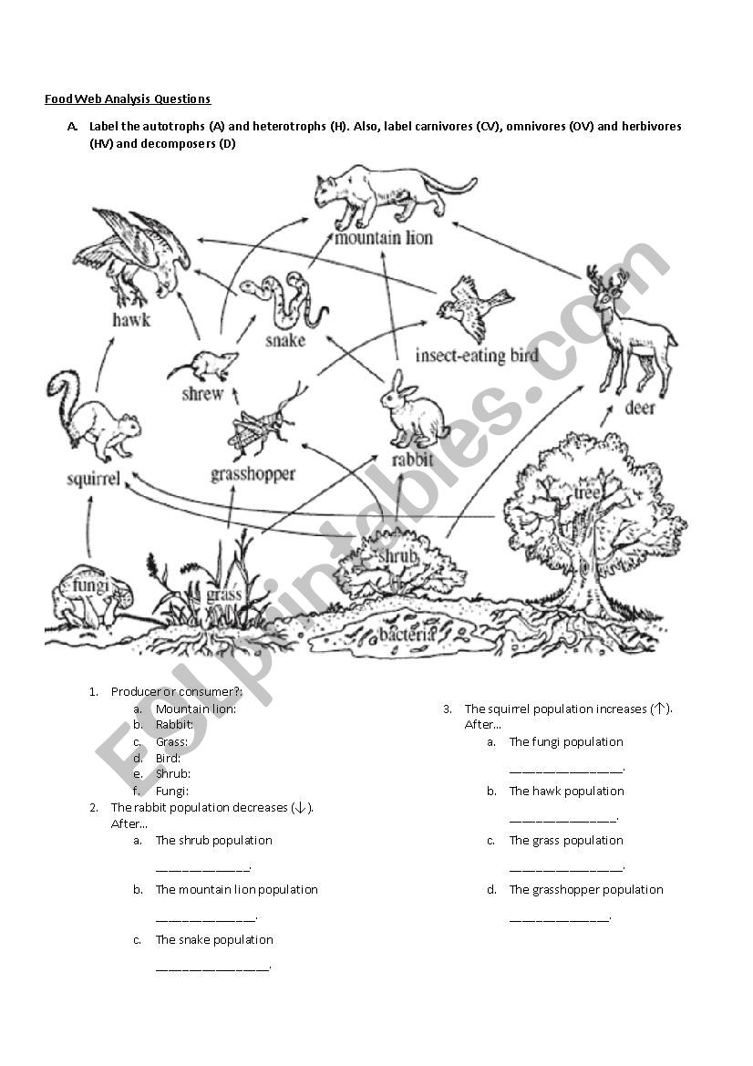 Newcomer Food Web Analysis Questions - ESL worksheet by msewhitebio With Regard To Food Chains And Webs Worksheet