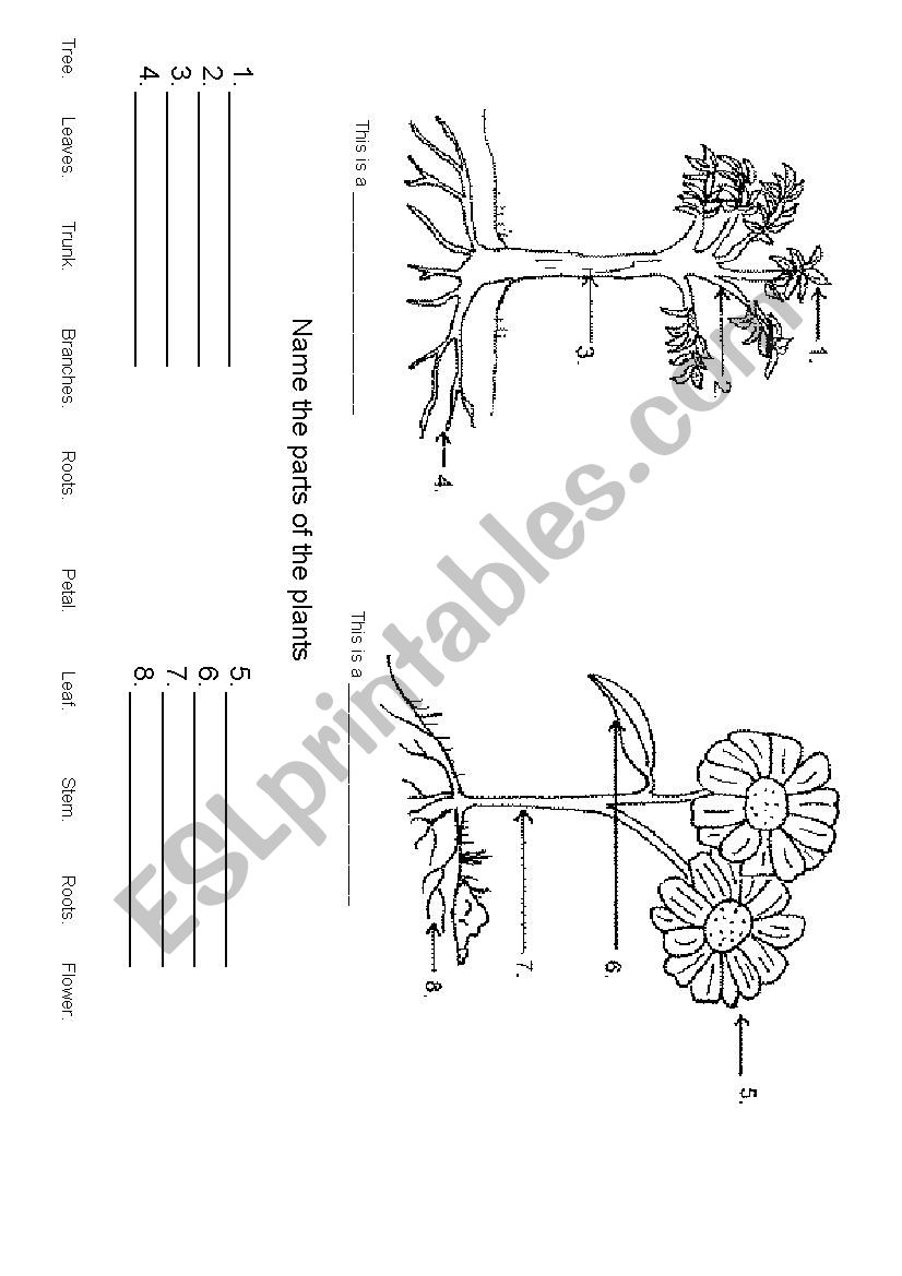 Parts of a plant worksheet