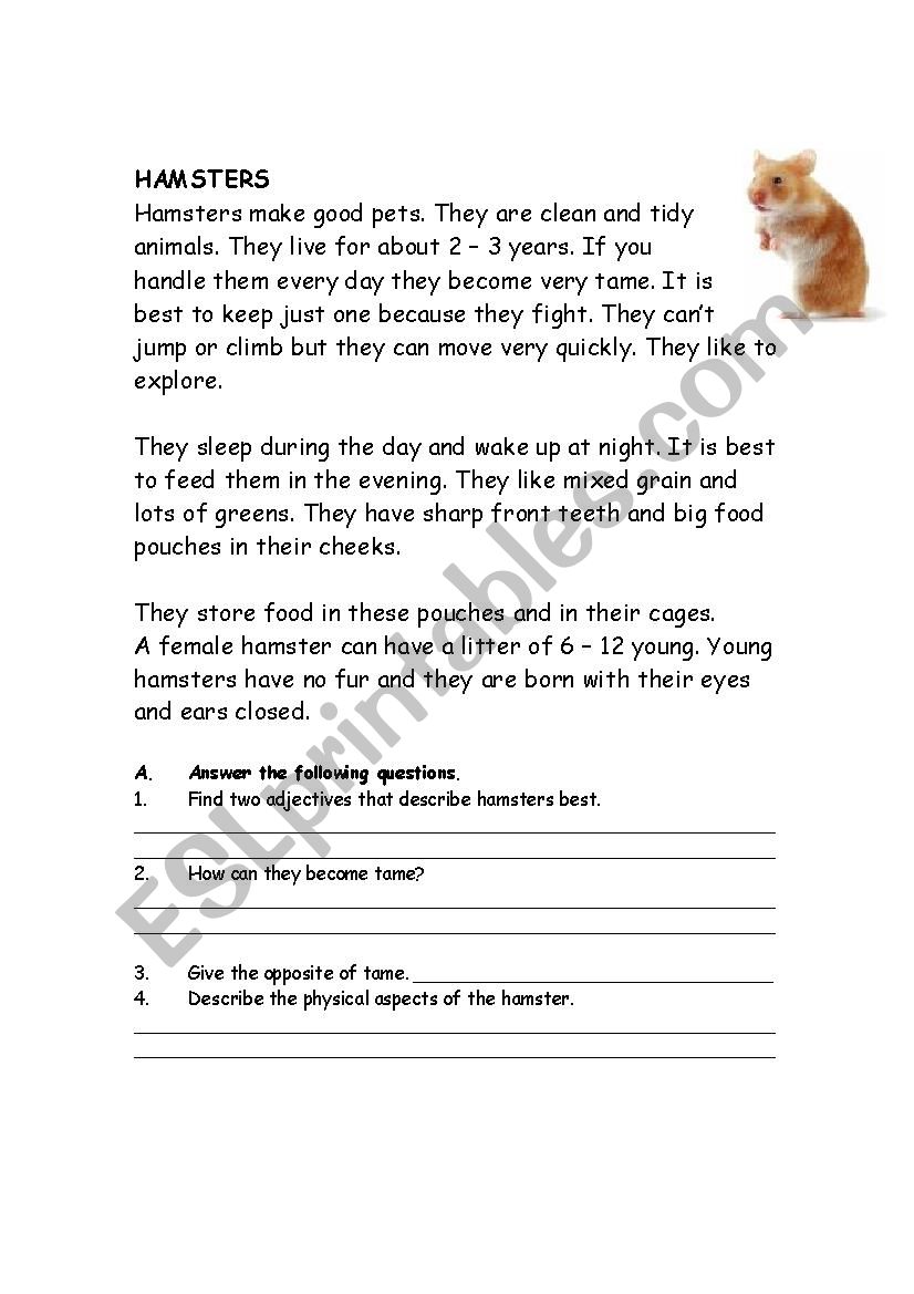 Hamsters worksheet