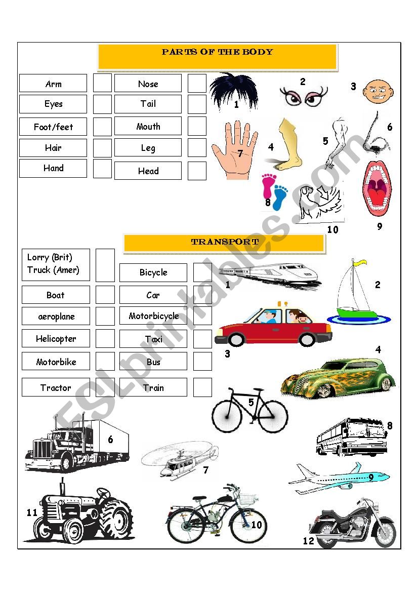 BODY PARTS & TRANSPORT worksheet