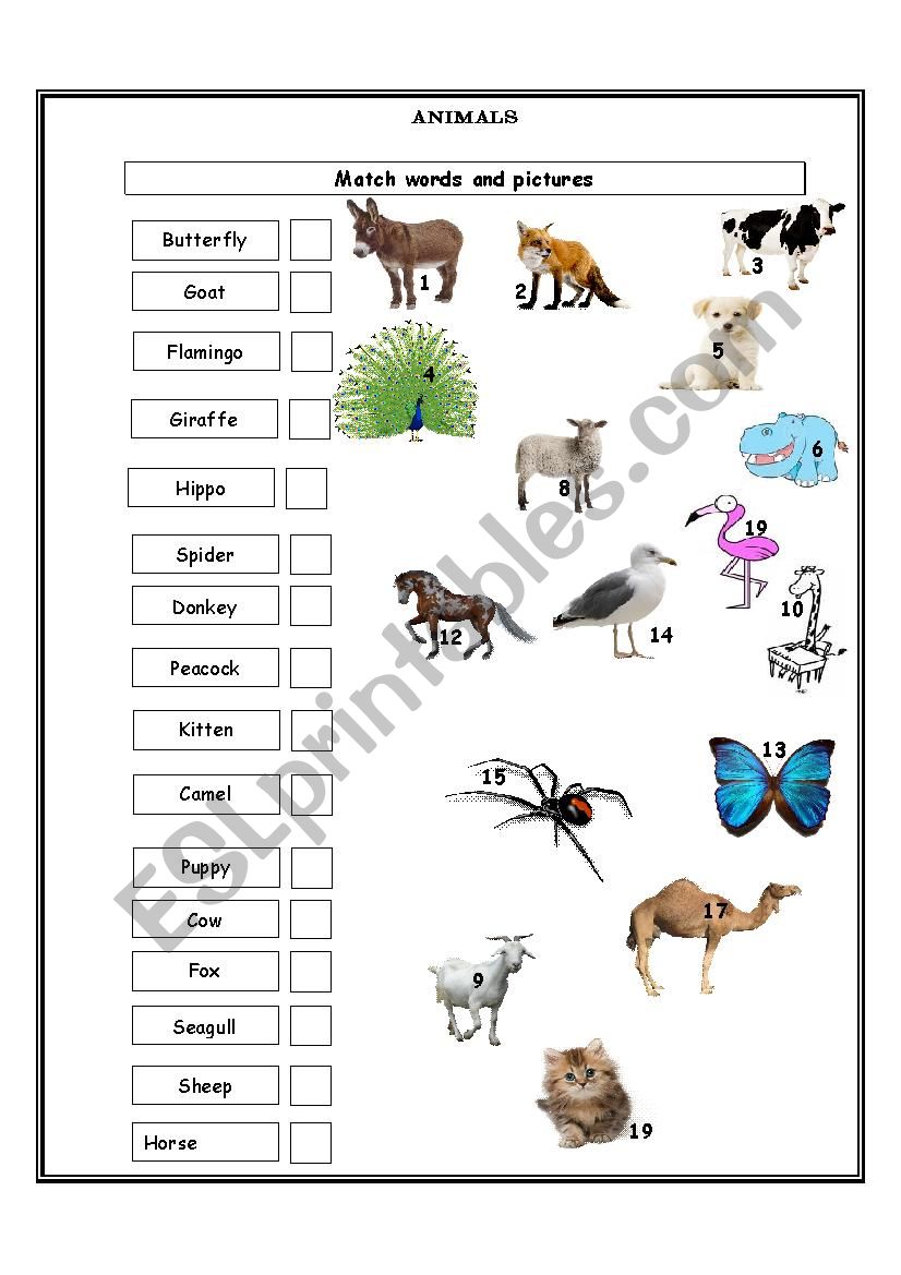 ANIMALS worksheet