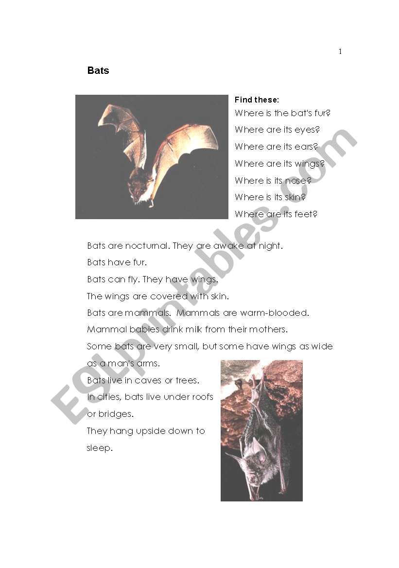 Bats worksheet