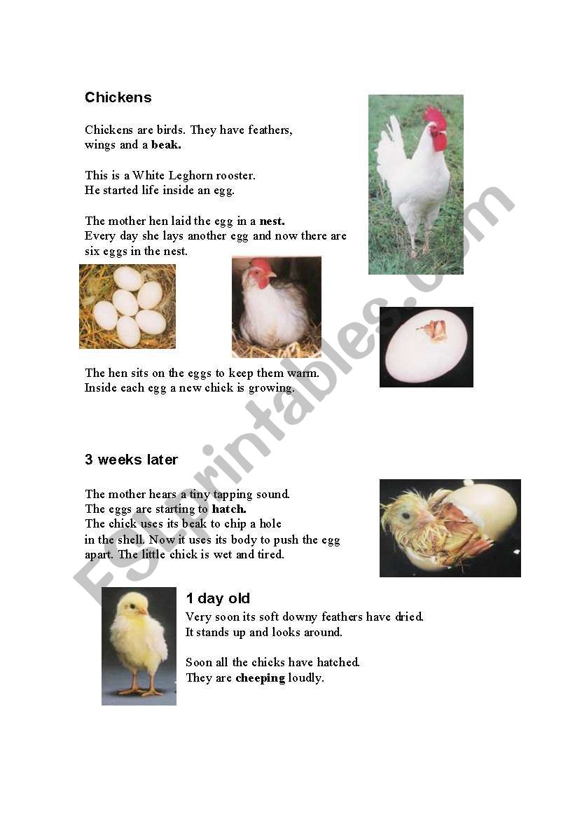 Chickens - Lifecycle worksheet