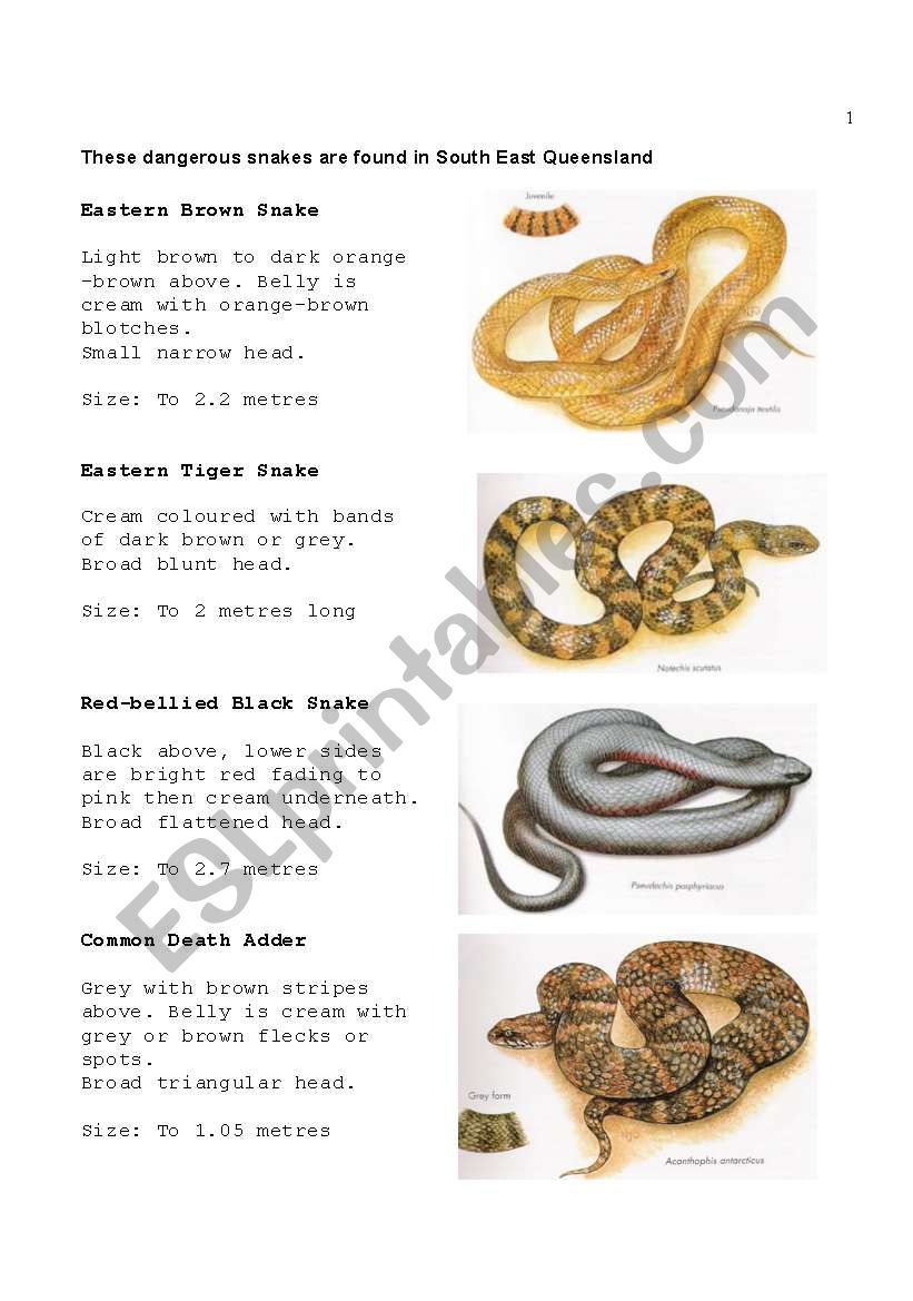 Snakes (Part 2 of 3) worksheet