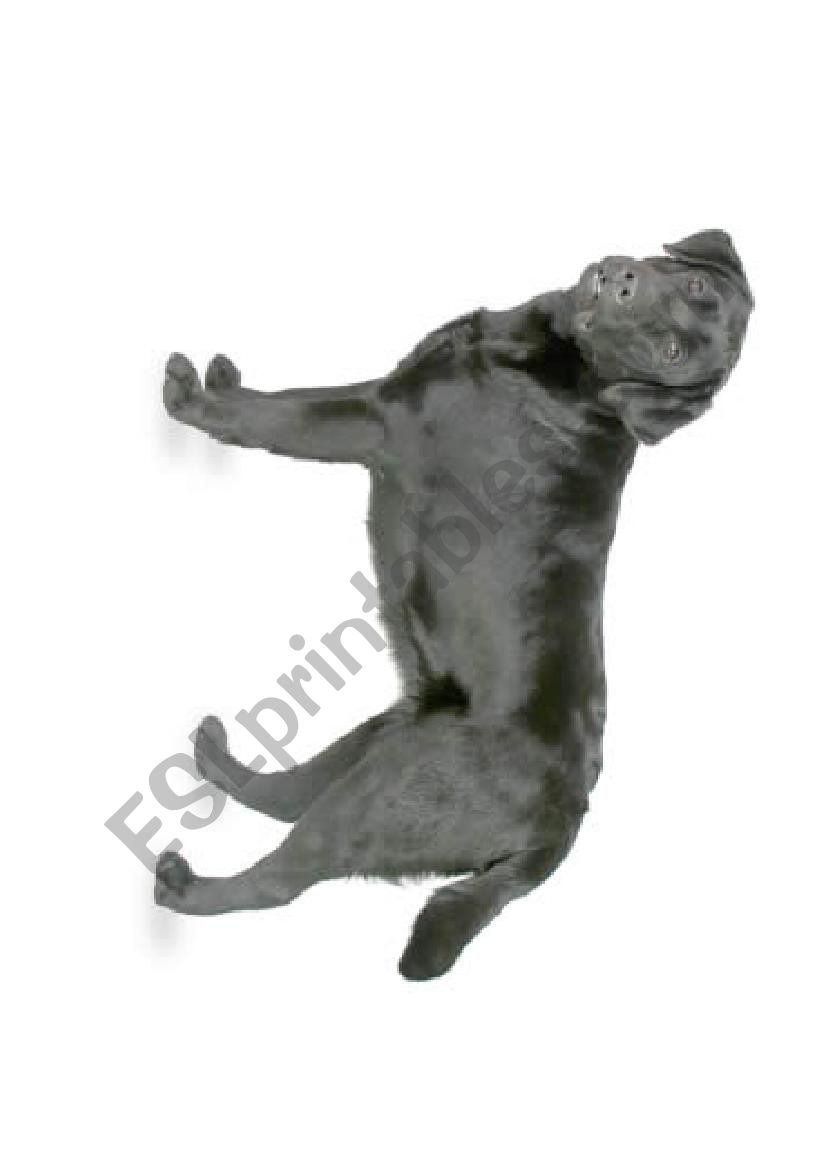 Pin the Item on the Dog- Practice with Prepositions
