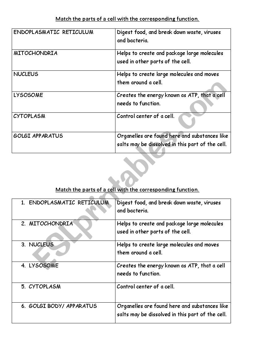 Parts of the cell and their functions