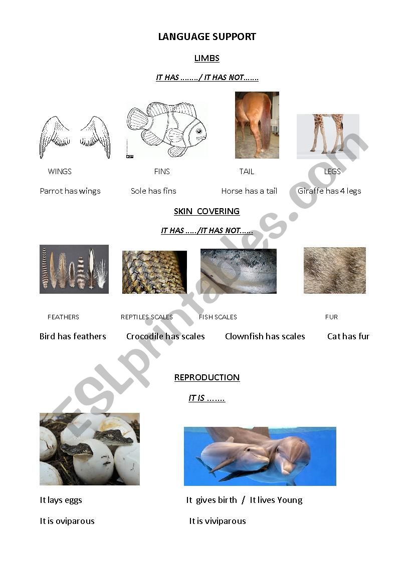 Language support VERTEBRATES worksheet