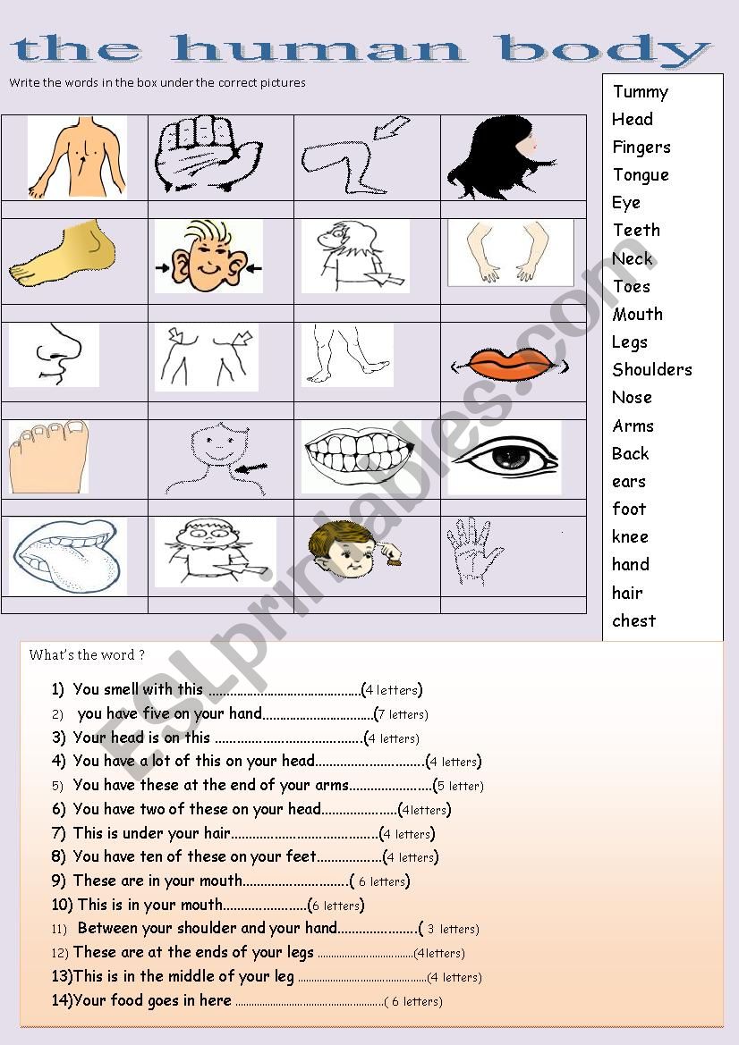  the human body worksheet