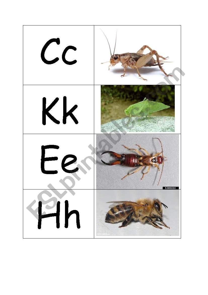 Bug letters and pictures worksheet