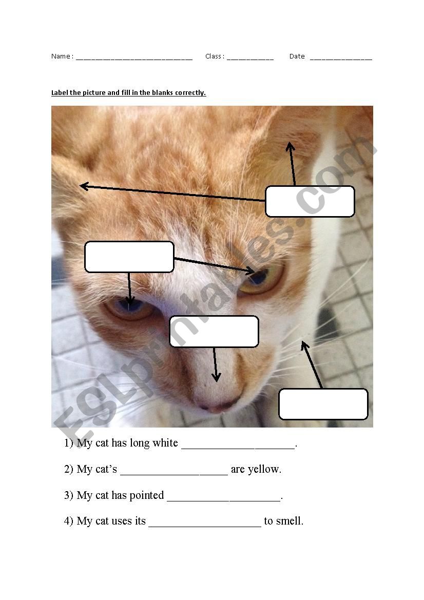 Parts of cats face. worksheet