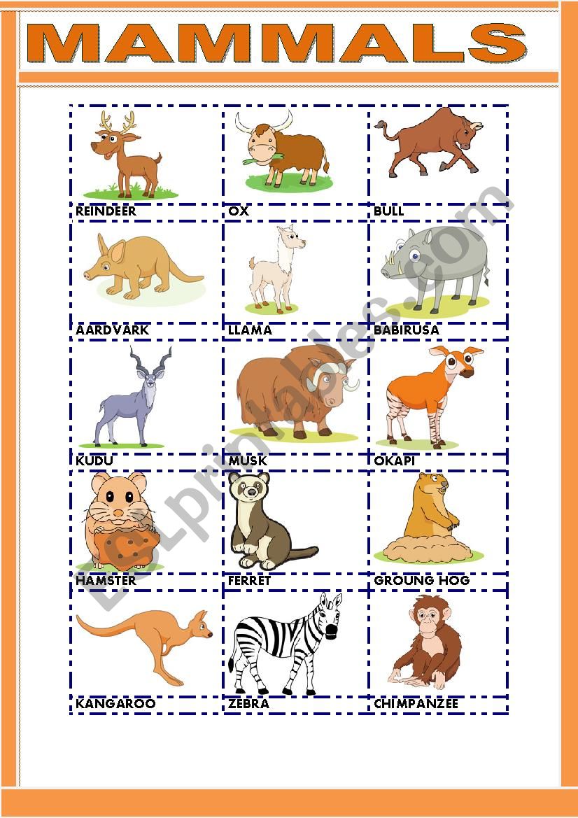 mammals-esl-worksheet-by-gemaherlo