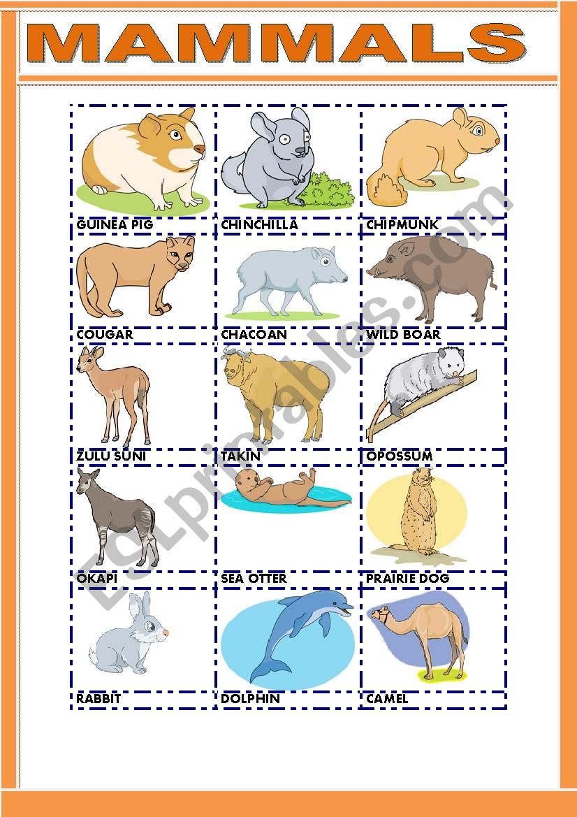 mammals-2-esl-worksheet-by-gemaherlo