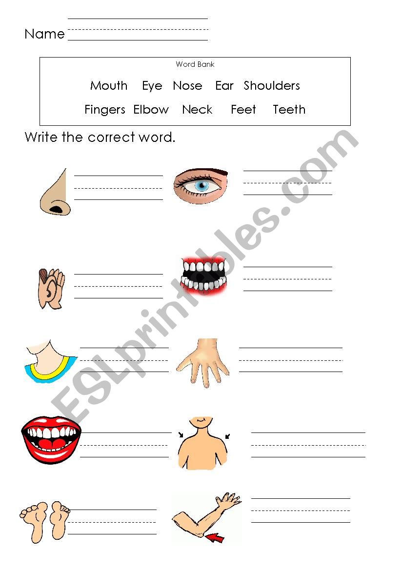 animals worksheet