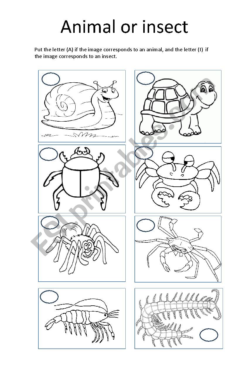 its an animal or insect worksheet