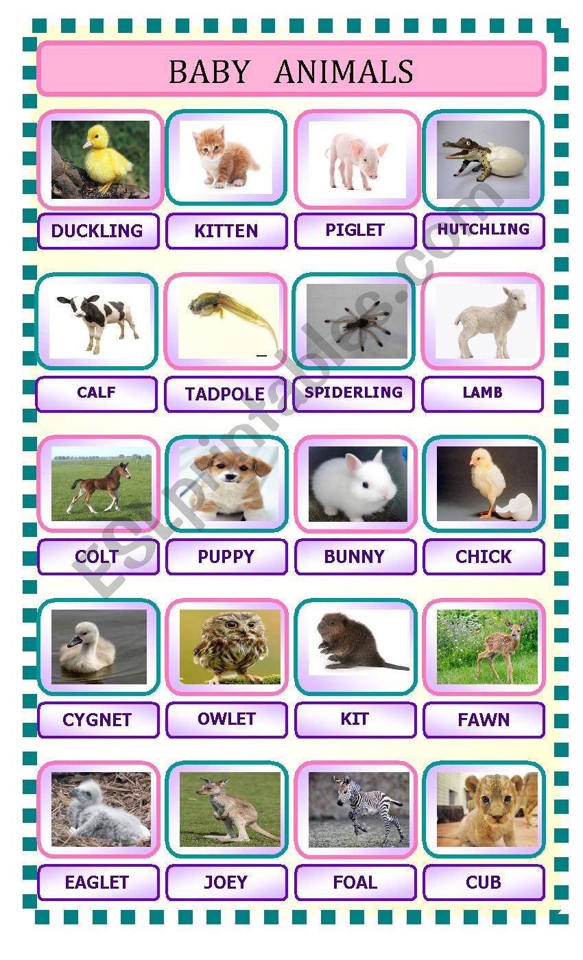 baby animals worksheet