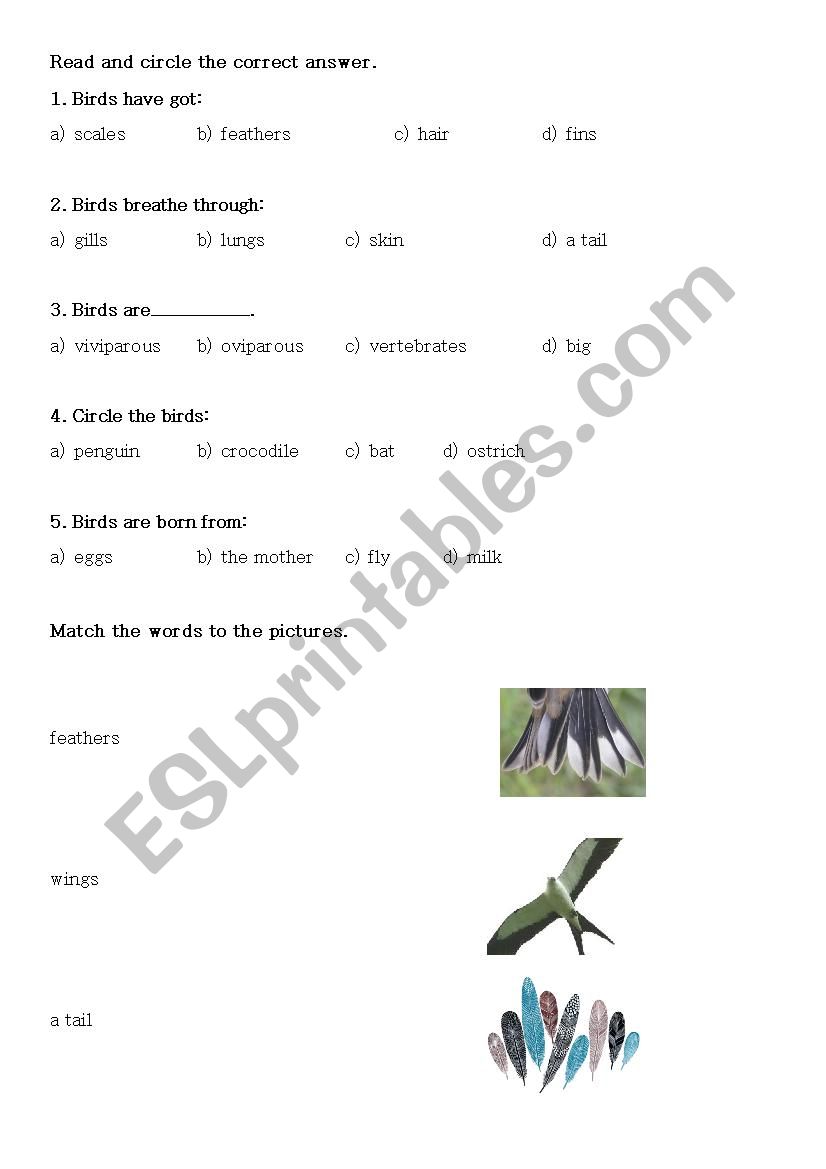 Birds charactheristics worksheet