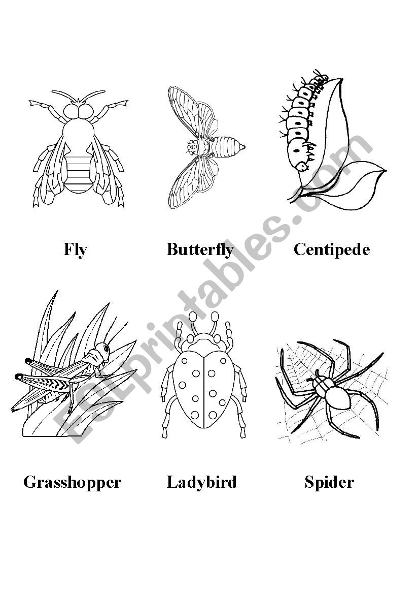 Insects (Black and white flashcards)