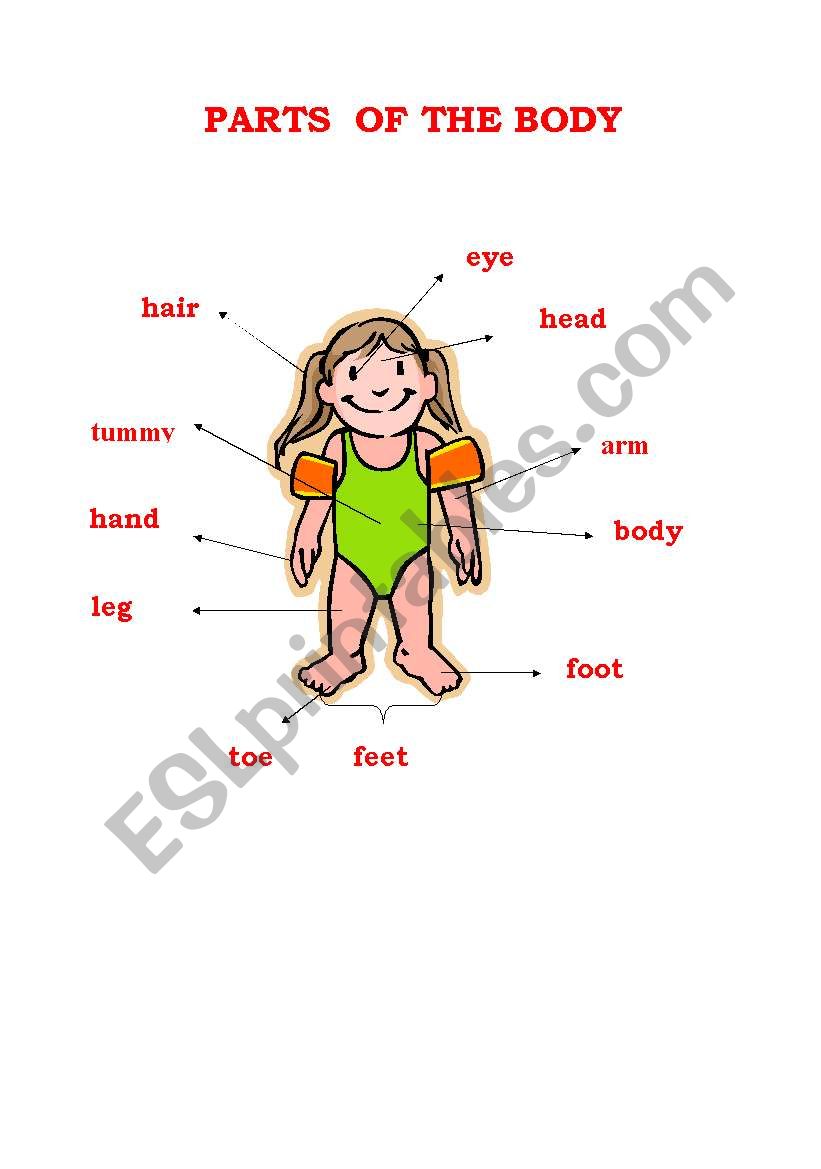 parts of the body worksheet