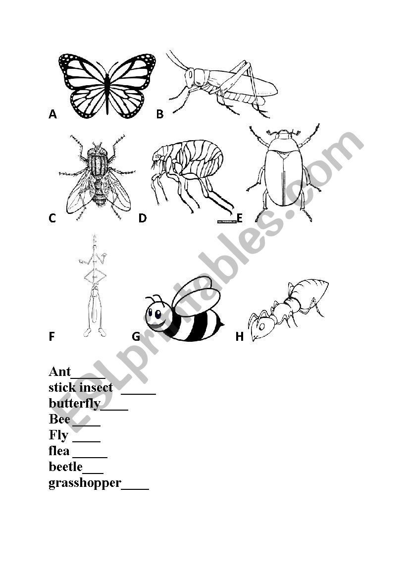 Insects worksheet