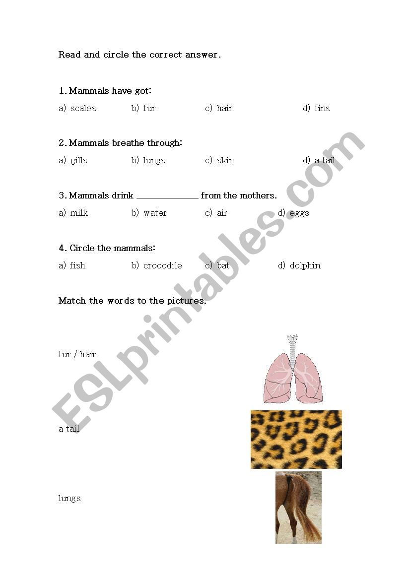 Mammals charactheristics worksheet