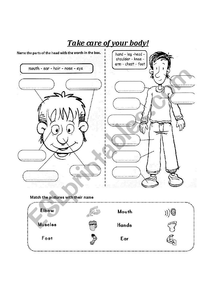 Body and Health worksheet