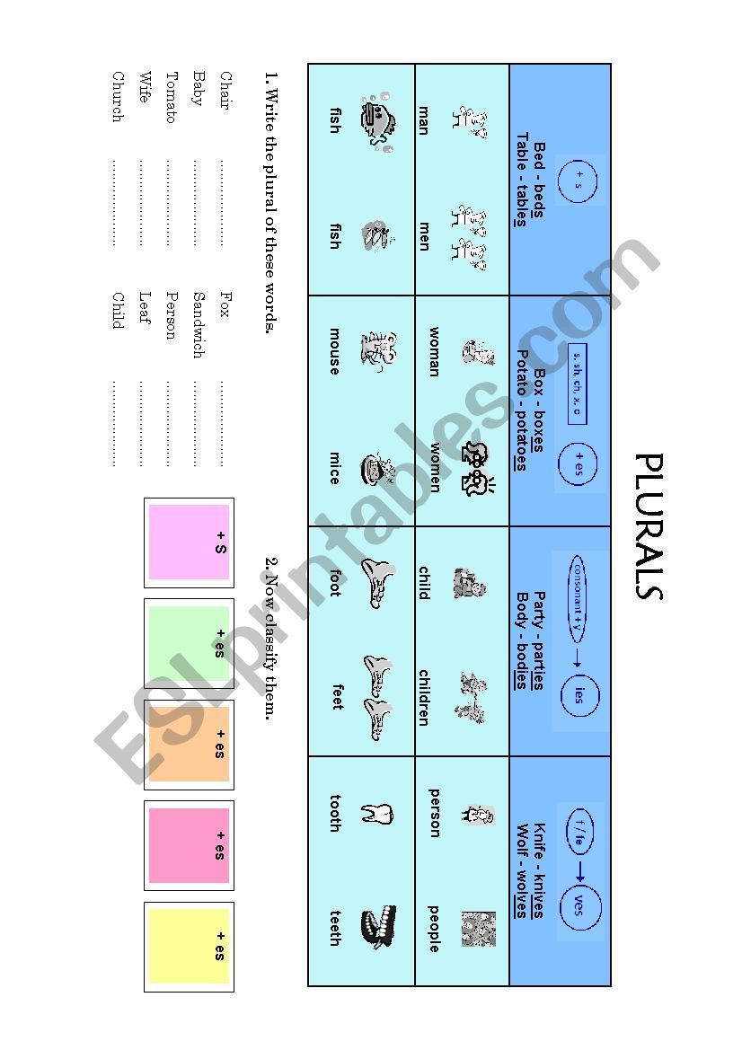 Plural Worksheet worksheet