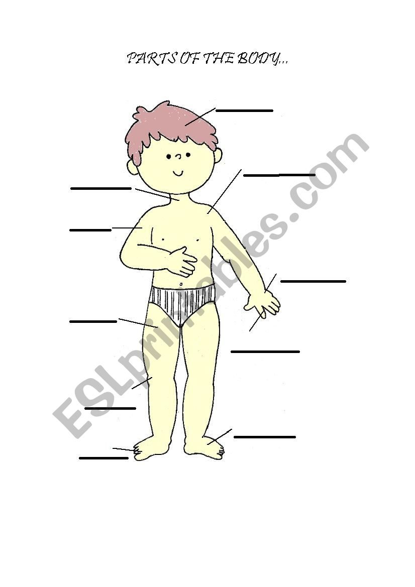 Parts of the body worksheet