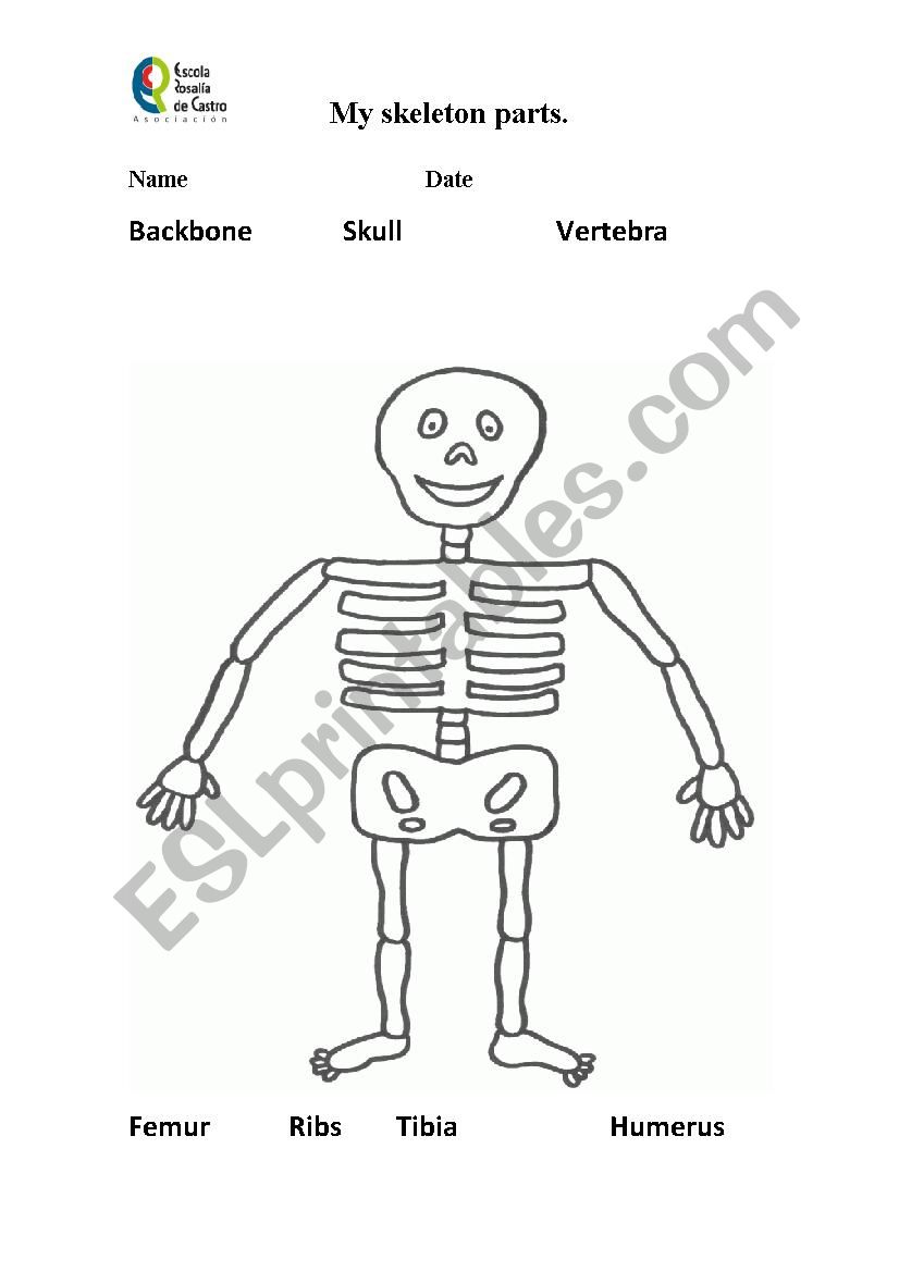 Skeleton parts name worksheet