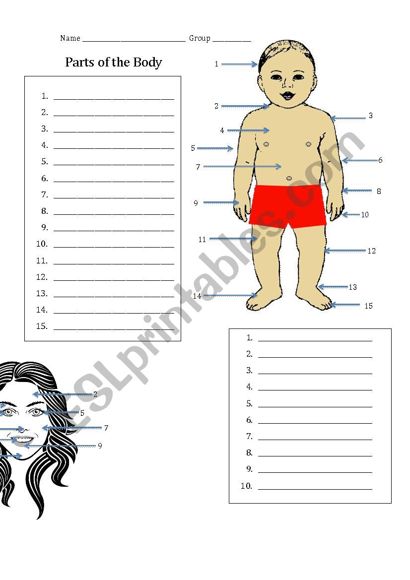 Body Part Review worksheet