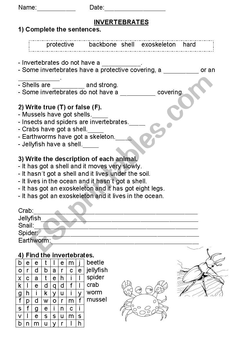 Invertebrates worksheet