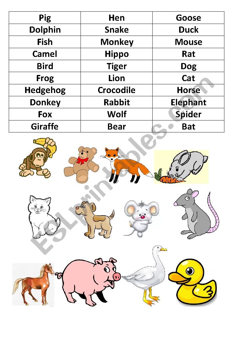 animals worksheet