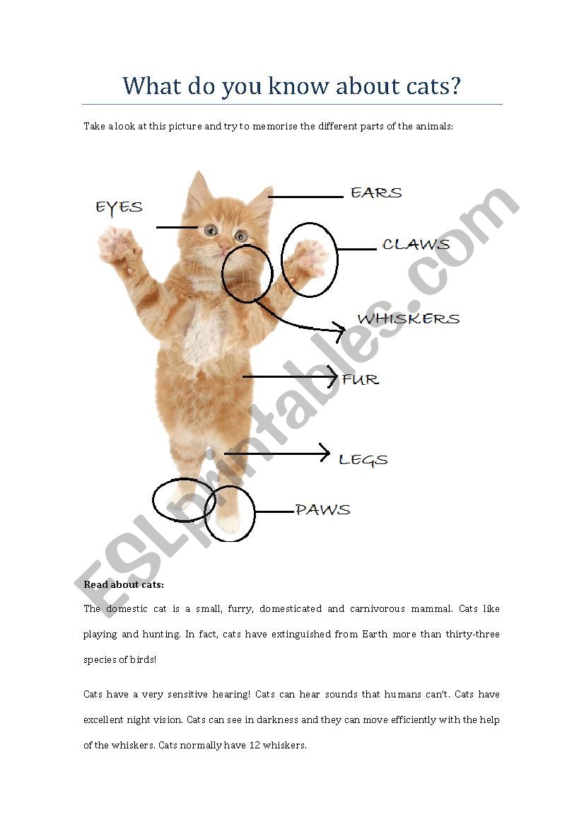 What do you know about cats?  worksheet