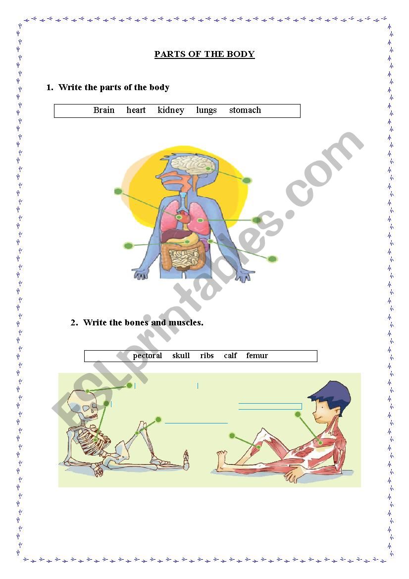 PARTS OF THE BODY worksheet