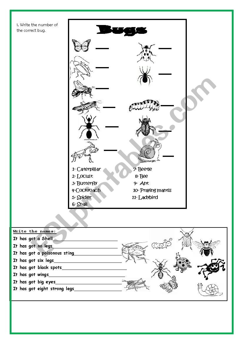 Bugs! worksheet