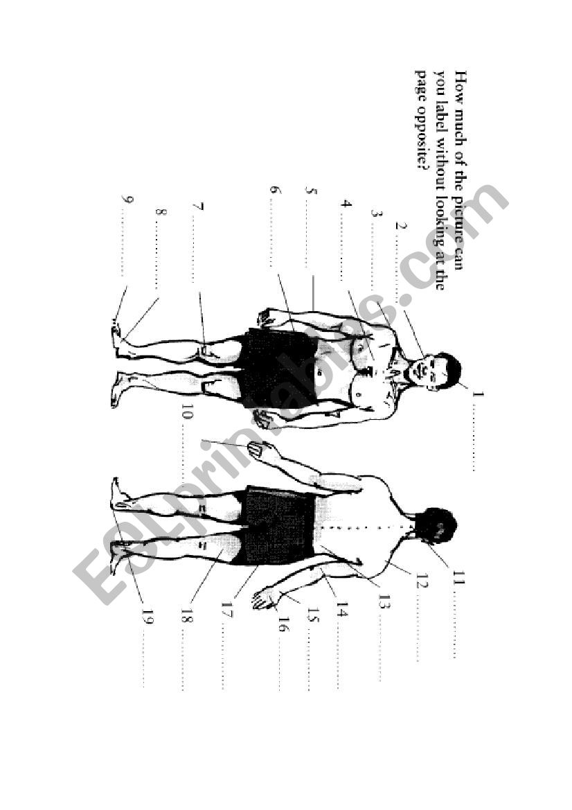 Parts of the body worksheet