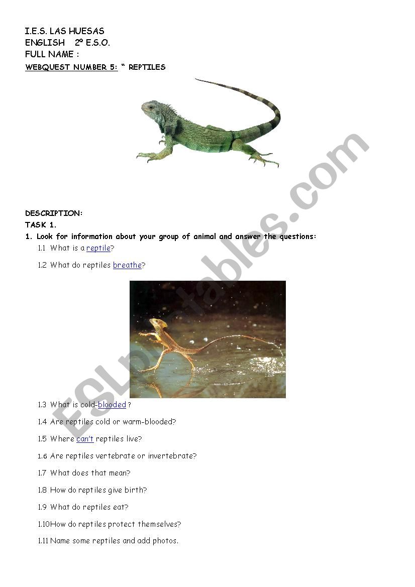 reptiles worksheet