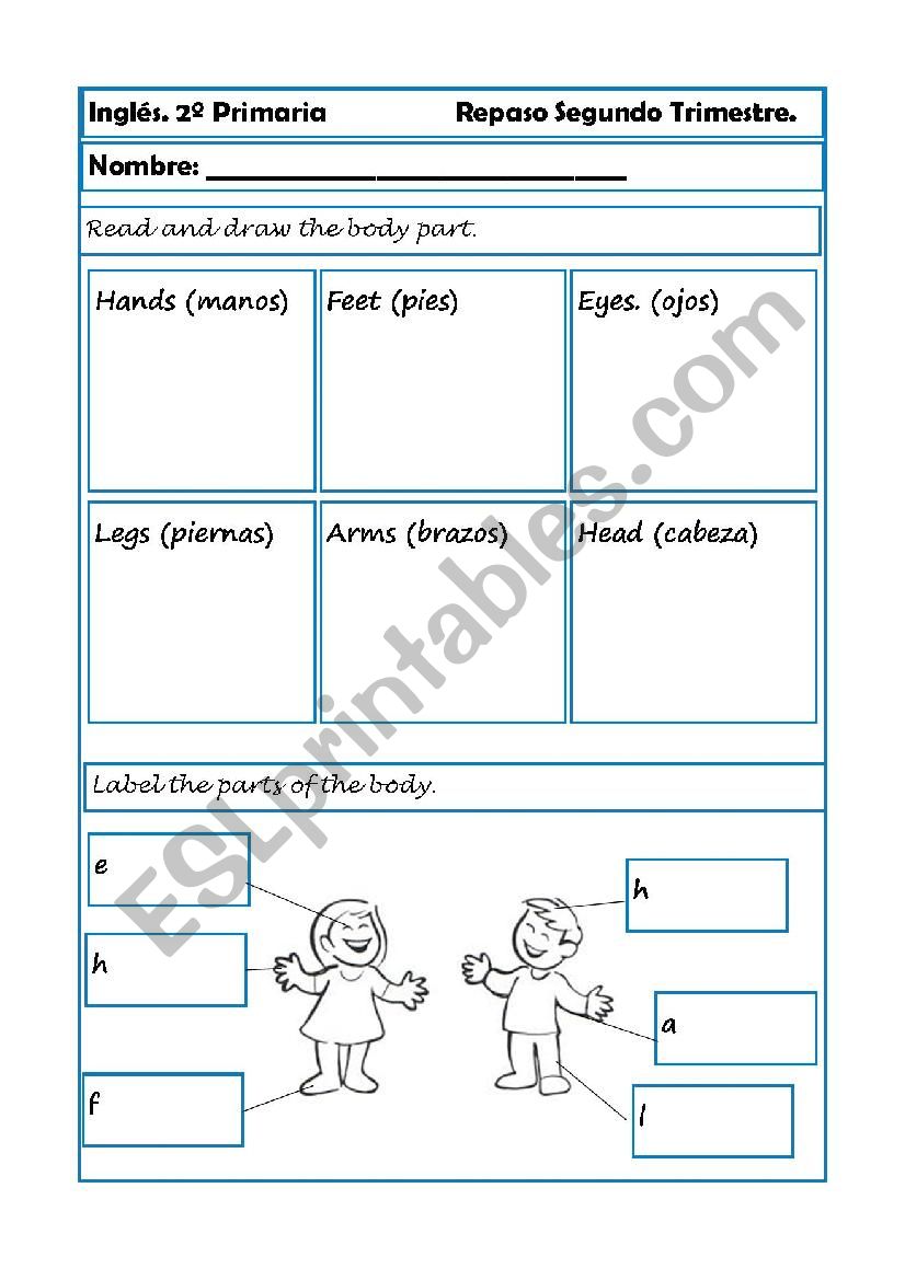 Parts of the body. worksheet
