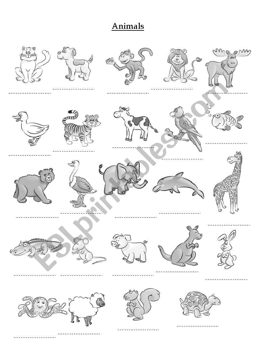 animals worksheet