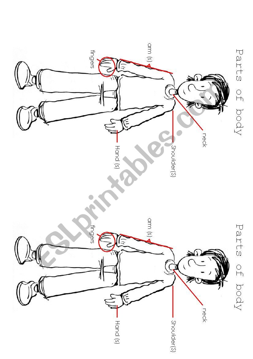 parts of body-1 worksheet