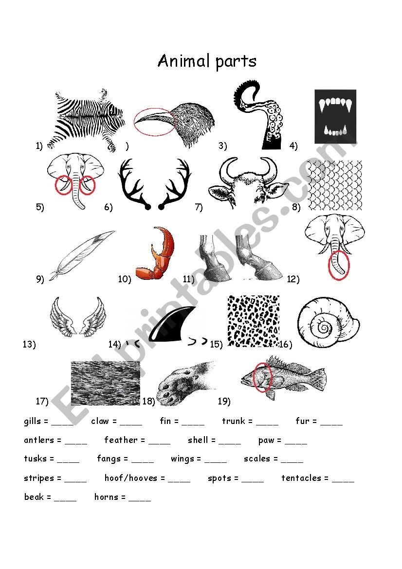 Animal parts  worksheet