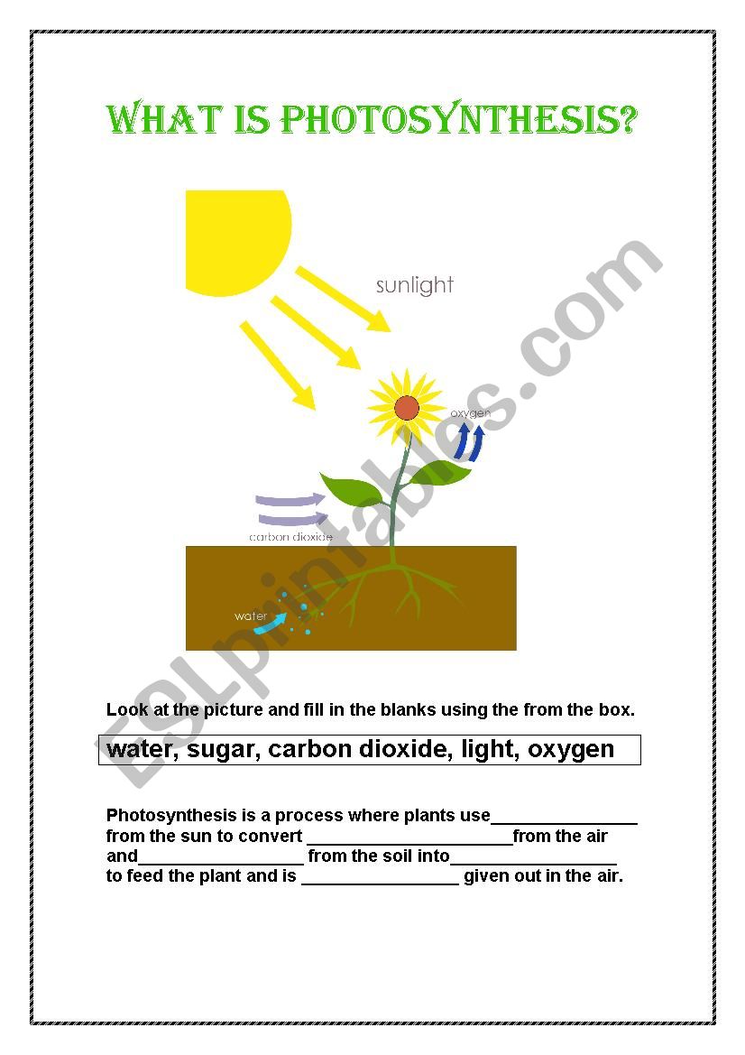 What is Photosynthesis? worksheet