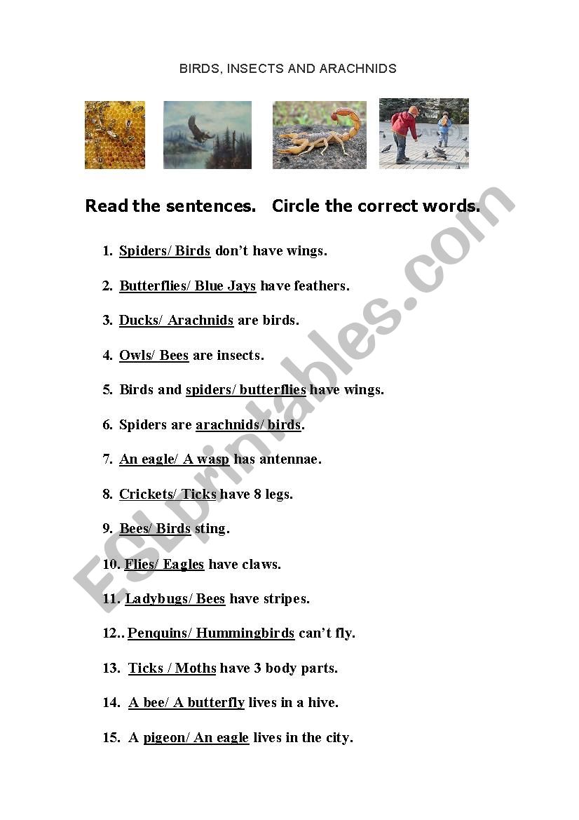 BIRDS, INSECTS AND ARACHNIDS worksheet