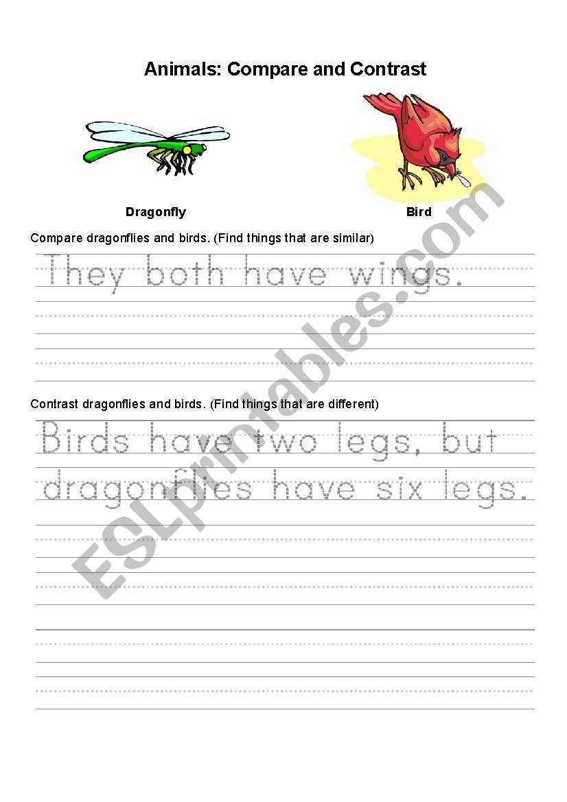 compare the animals worksheet